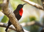Scarlet-chested Sunbird